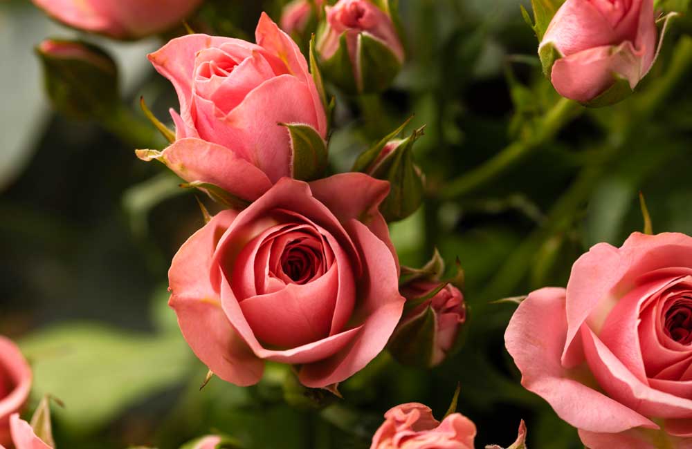 Rosas
